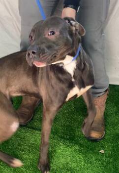 Rescue American Staffordshire Terrier Dogs for Adoption in Chester, South Carolina - LILLY | PetCurious