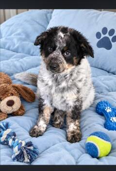 Joey -  Australian Cattle Dog Blue Heeler Dog for Adoption in Hampton, Virginia - Joey | PetCurious