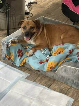 Rescue Pit Bull Terrier Dogs for Adoption in Lemont, Illinois - Gracie | PetCurious