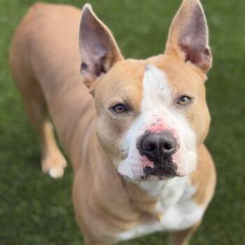 American Staffordshire Terrier and Mixed Breed Dogs Available for Adoption - Dino | PetCurious