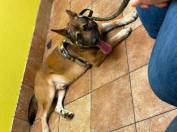 Chase -  Belgian Shepherd Malinois Dog for Adoption in Newnan, Georgia - Chase | PetCurious
