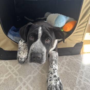 Black Labrador Retriever and American Bulldog Dogs Available for Adoption in Billerica, Massachusetts - Eli | PetCurious
