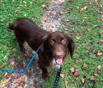 Cocoa -  Irish Setter and Spaniel Dog for Adoption in Osteen, Florida - Cocoa | PetCurious