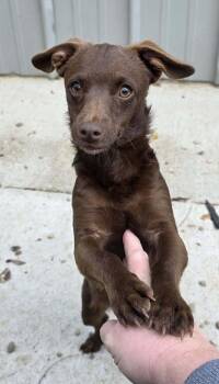 Rescue Terrier Dogs for Adoption in Woodsfield, Ohio - Mia | PetCurious