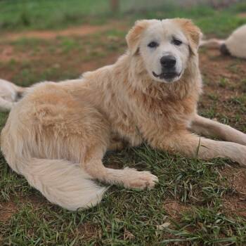 Merida -  Great Pyrenees Dog for Adoption in Roswell, Georgia - Merida | PetCurious