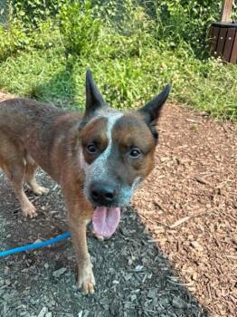ARCHIE -  Australian Cattle Dog Blue Heeler Dog for Adoption in Leesburg, Virginia - ARCHIE | PetCurious