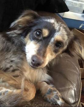 Dobby -  Dachshund and Chihuahua Dog for Adoption in Scroggins, Texas - Dobby | PetCurious