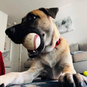 Retriever and Shepherd Dogs Available for Adoption in New Orleans, Louisiana - Bandit (fka Felix) | PetCurious