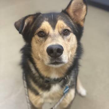 German Shepherd Dog and Mixed Breed Dogs Available for Adoption - Rafael | PetCurious