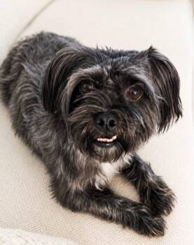 Harley -  Shorkie Dog for Adoption in Lakewood Village, Texas - Harley | PetCurious