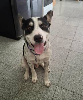 Keno -  Australian Cattle Dog Blue Heeler Dog for Adoption - Keno | PetCurious