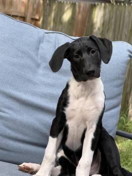 Puppy Hank -  German Shorthaired Pointer Dog for Adoption in Cuyahoga Falls, Ohio - Puppy Hank | PetCurious