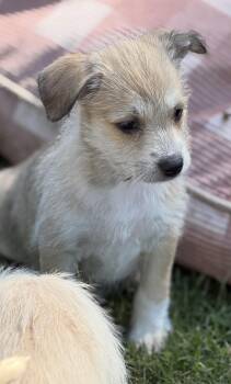 Mocha -  Parson Russell Terrier and Border Terrier Dog for Adoption in Gilbert, Arizona - Mocha | PetCurious