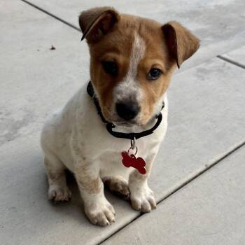 Togo -  Siberian Husky and Cattle Dog Dog for Adoption in Oceanside, California - Togo | PetCurious