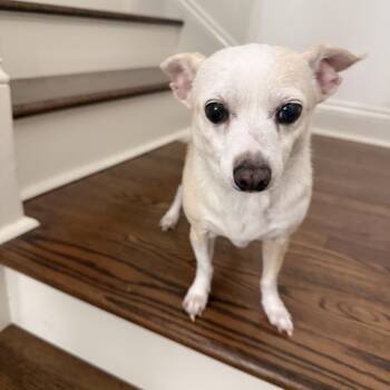 Chihuahua Dogs Available for Adoption in New Orleans, Louisiana - Macy | PetCurious