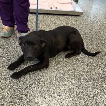 Dragon Fruit -  Labrador Retriever Dog for Adoption in Morganton, North Carolina - Dragon Fruit | PetCurious