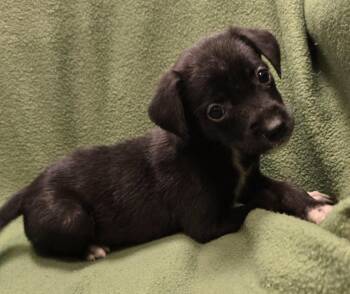 Cadence -  Catahoula Leopard Dog and Dachshund Dog for Adoption in Murphysboro, Illinois - Cadence | PetCurious