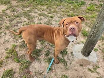 American Staffordshire Terrier Dogs Available for Adoption in Ocala, Florida - MACHO MAN | PetCurious