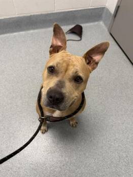 WALNUT -  Pit Bull Terrier Dog for Adoption in Indianapolis, Indiana - WALNUT | PetCurious