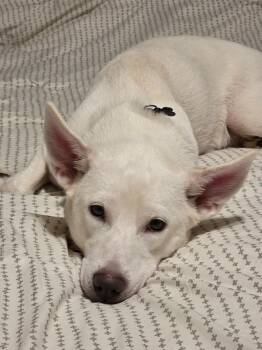 Rescue Husky Dogs for Adoption in Winston-salem, North Carolina - Norah | PetCurious