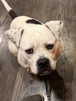 American Bulldog Dogs Available for Adoption in Ventura, California - Cheese (Poppy) | PetCurious