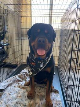 Alexander -  Rottweiler Dog for Adoption in Gilbert, Arizona - Alexander | PetCurious
