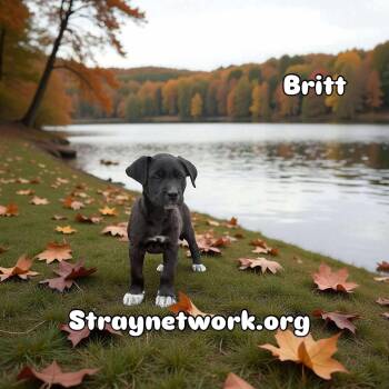 Rescue Labrador Retriever and Australian Cattle Dog Blue Heeler Dogs for Adoption in Hatfield, Pennsylvania - Britt | PetCurious