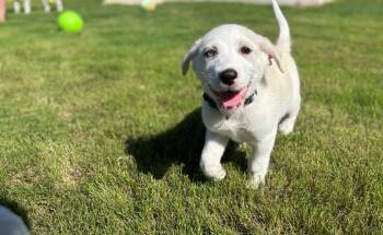 Labrador Retriever and American Bulldog Dogs Available for Adoption in Pflugerville, Texas - Piglet | PetCurious