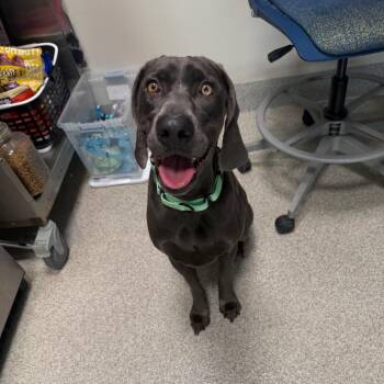 Oakley -  Weimaraner Dog for Adoption in Englewood, Florida - Oakley | PetCurious