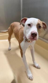 Honey -  Pit Bull Terrier and Mixed Breed Dog for Adoption in Burgaw, North Carolina - Honey | PetCurious