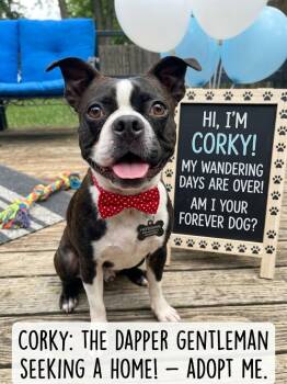 CORKY -  Boston Terrier Dog for Adoption in Lincoln, Nebraska - CORKY | PetCurious