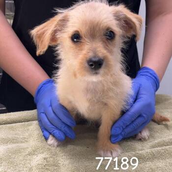 Terrier Dogs Available for Adoption in Chico, California - TUNDRA | PetCurious