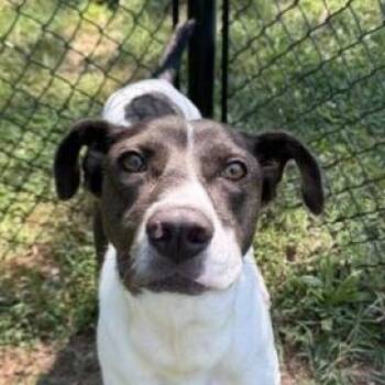 Louie -  Mixed Breed Dog for Adoption in Knoxville, Tennessee - Louie | PetCurious