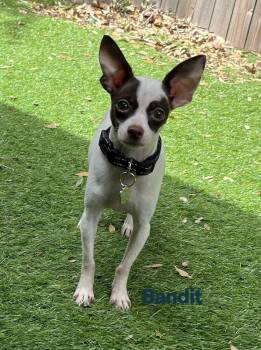Bandit -  Chihuahua Dog for Adoption in New Port Richey, Florida - Bandit | PetCurious