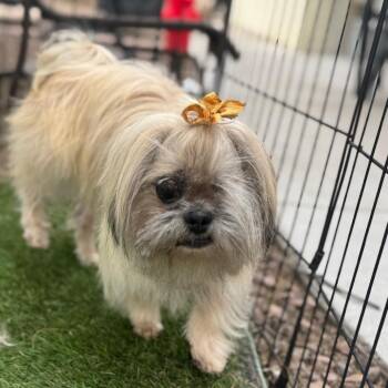 Shih Tzu and Mixed Breed Dogs Available for Adoption - Breezy | PetCurious