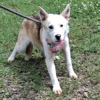 Husky and German Shepherd Dog Dogs Available for Adoption in Hackett, Arkansas - Wicker | PetCurious