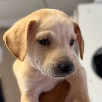 Naan -  Chihuahua and Dachshund Dog for Adoption in San Pablo, California - Naan | PetCurious