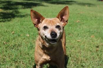 Roxy -  Terrier and Whippet Dog for Adoption in Kansas City, Missouri - Roxy | PetCurious