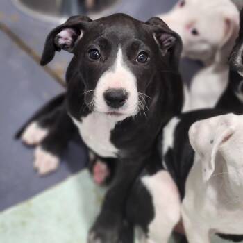 Peanut -  Pit Bull Terrier and Catahoula Leopard Dog Dog for Adoption in Walnutport, Pennsylvania - Peanut | PetCurious
