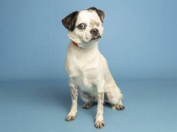 MAX -  Chihuahua Dog for Adoption in Phoenix, Arizona - MAX | PetCurious