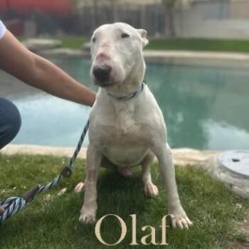 Bull Terrier Dogs Available for Adoption - Olaf | PetCurious