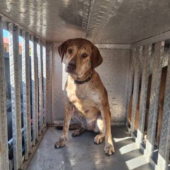 Rescue Hound Dogs for Adoption in Gautier, Mississippi - Shrimp | PetCurious