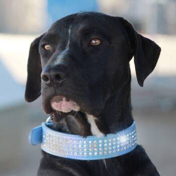 Labrador Retriever and Great Dane Dogs Available for Adoption in Kingman, Arizona - Louie | PetCurious
