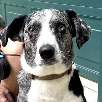 Lucky - Local Dog -  Labrador Retriever and Australian Cattle Dog Blue Heeler Dog for Adoption in Andover, Massachusetts - Lucky - Local Dog | PetCurious