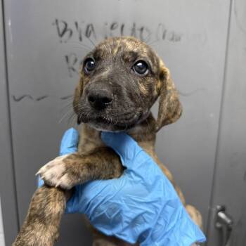 Black Mouth Cur and Treeing Walker Coonhound Dogs Available for Adoption in Hattiesburg, Mississippi - Aquarian | PetCurious
