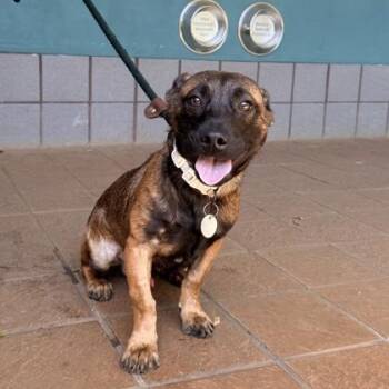Kilo -  Hound and Mixed Breed Dog for Adoption in Honolulu, Hawaii - Kilo | PetCurious