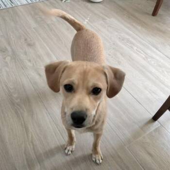 Miniature Pinscher and Terrier Dogs Available for Adoption in San Diego, California - Louis | PetCurious