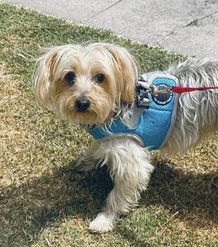Rescue Yorkshire Terrier Dogs for Adoption in Los Angeles, California - ROONY | PetCurious