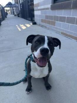 Mixed Breed Dogs Available for Adoption in Atlanta, Georgia - Murphy | PetCurious