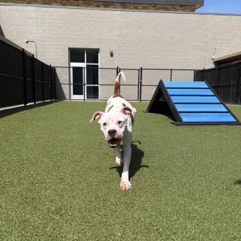 Pit Bull Terrier Dogs Available for Adoption in Greensboro, North Carolina - Odessa | PetCurious